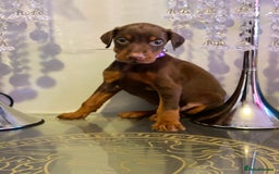 Dobermann dogs for sale: Gorgeous Eu**an Dobermann Puppies - Image 1