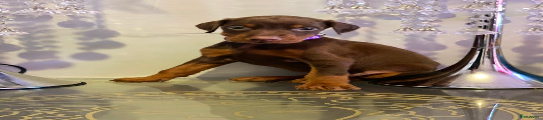 Dobermann Puppy 5