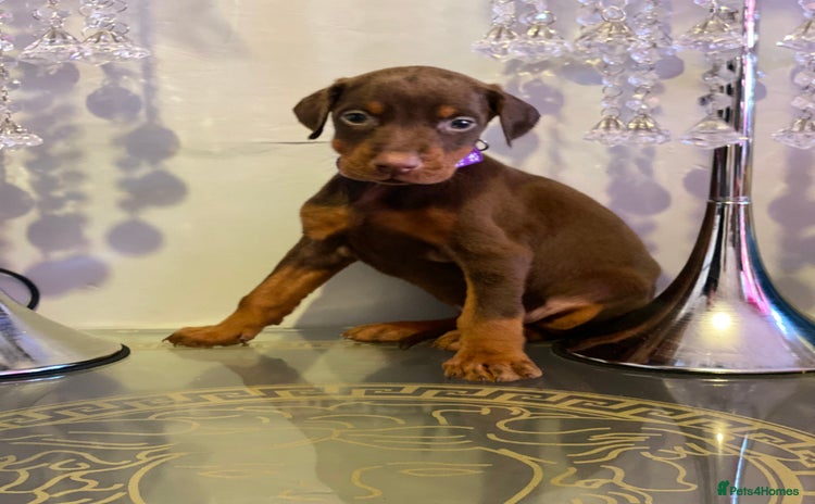 Dobermann dogs - Advert 1