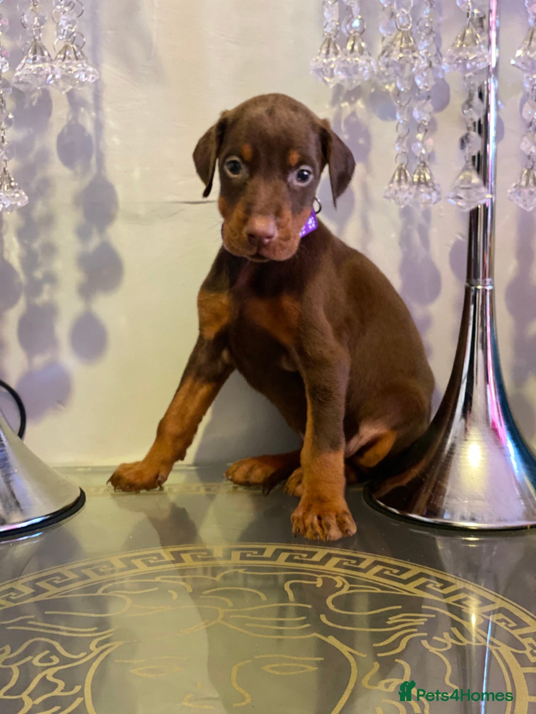 Dobermann dogs for sale: Gorgeous Eu**an Dobermann Puppies - Image 1