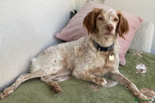 Brittany Spaniel dogs for adoption: Sophie-tiny Brittany with a wonderful personality - Advert 2