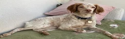 Brittany Spaniel dogs for adoption: Sophie-tiny Brittany with a wonderful personality - Advert 1