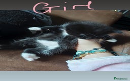 Mixed Breed cats for sale: 3 kittens waiting for a happy home - Image 5