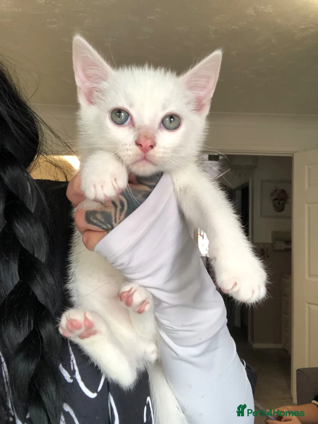 Khao Manee cats for sale: 8 week old khao manee kitten ready to leave now  - Advert 1