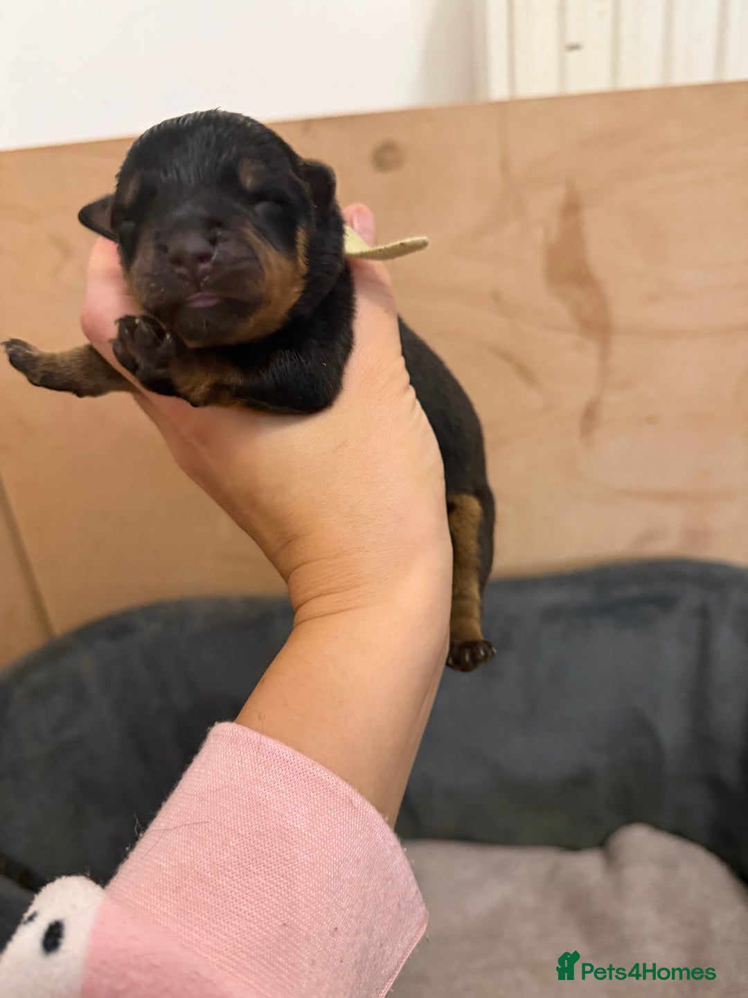 Rottweiler dogs for sale: Chunky Rottweiler puppies - Advert 10