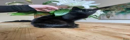 Mixed Breed cats for sale: Fluffy kittens - Advert 3
