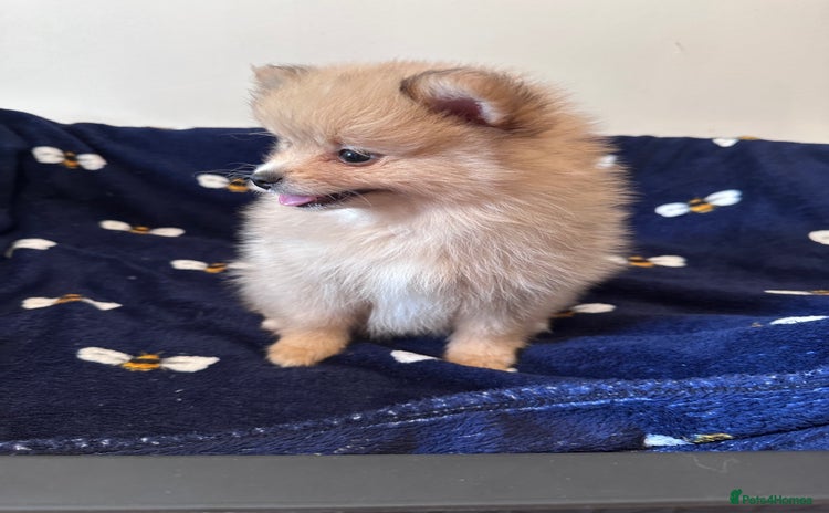 Pomeranian dogs - Advert 5