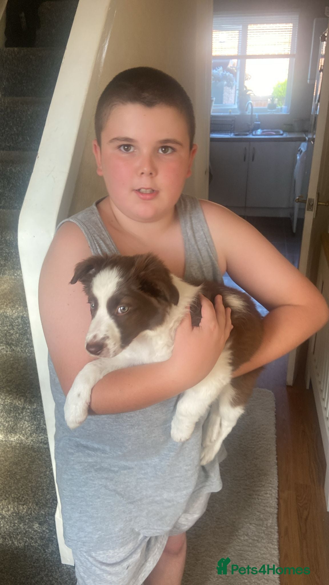 Border Collie dogs White and brown border collie  - Advert 6