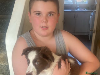 Border Collie dogs White and brown border collie - Advert 1