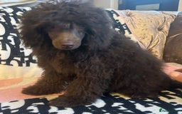 Miniature Poodle dogs for sale: Stunning miniature poodle - Image 3