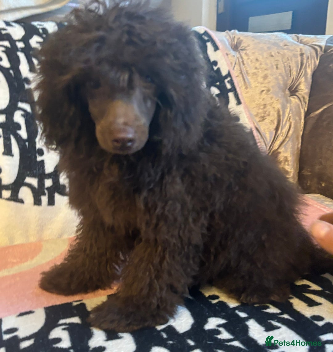 Miniature Poodle dogs for sale: Stunning miniature poodle - Image 3