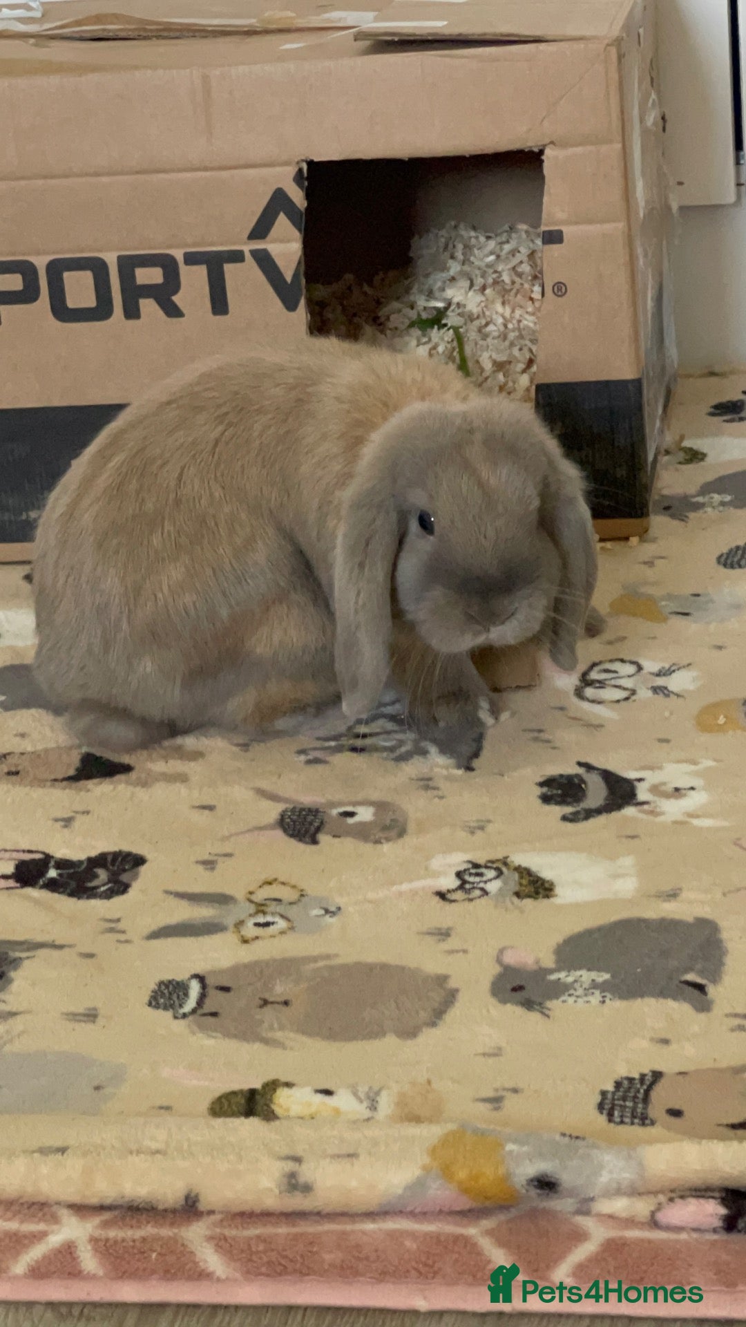 English Lop rabbits Indoor Show Bunny - Advert 8