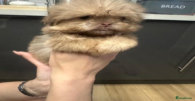 Shih Tzu dogs - Advert 5