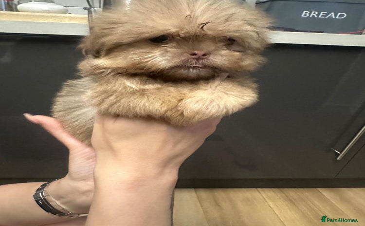 Shih Tzu dogs - Advert 4