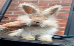 Angora rabbits for sale: Imported Angora Babies  - Image 2