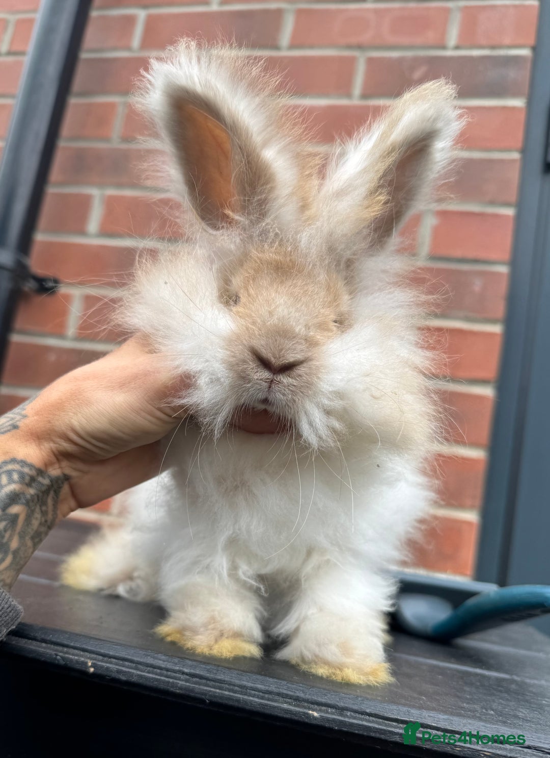 Angora rabbits for sale: Imported Angora Babies  - Image 2