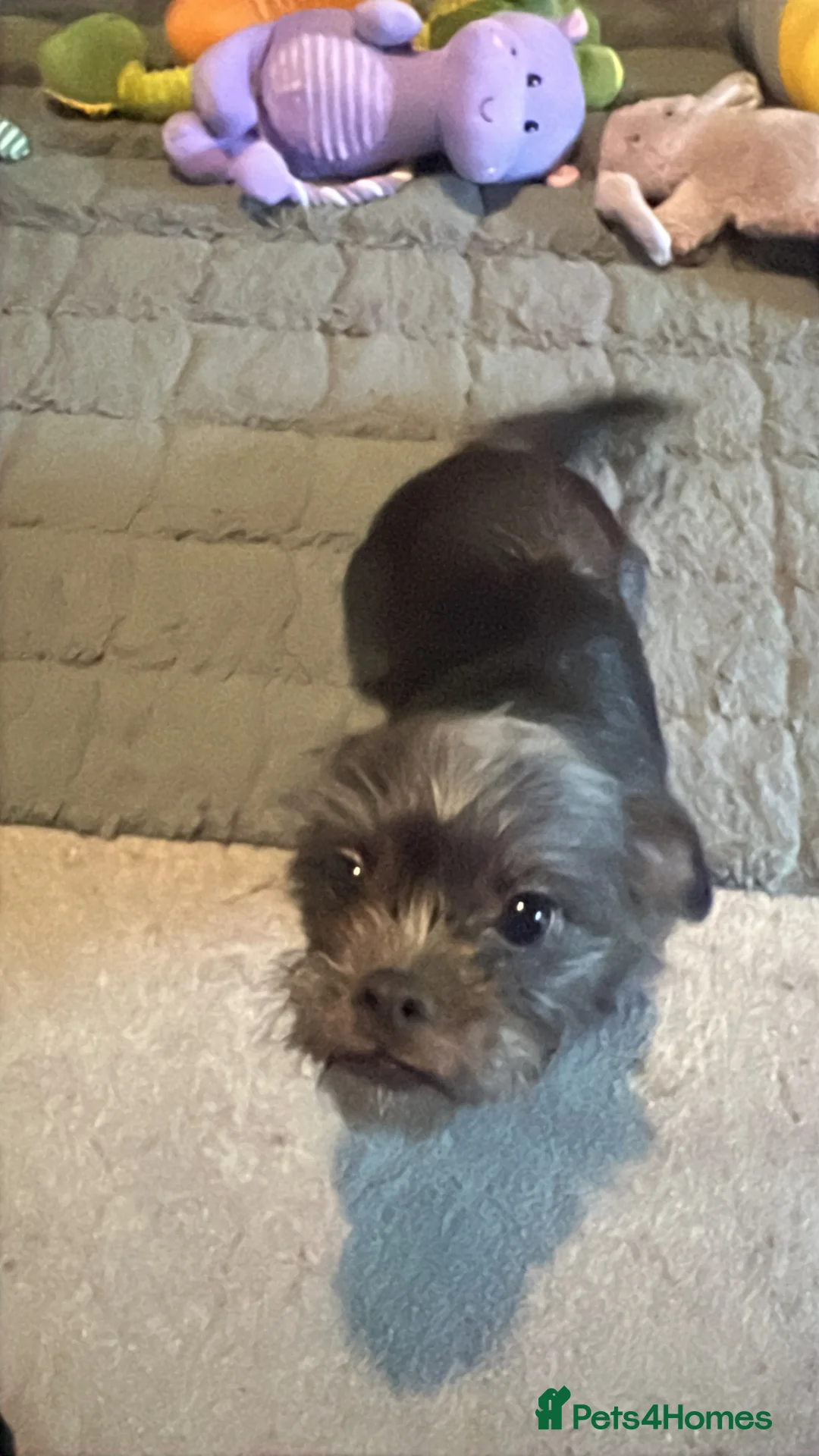 Mixed Breed dogs for sale: rehome Shih Tzu cross jack russell - Advert 2