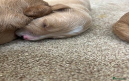 Goldendoodle dogs for sale: F1 goldendoodle puppies. - Image 2