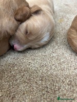 Goldendoodle dogs - Advert 6