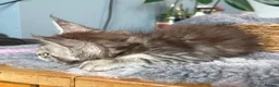 Maine Coon cats for sale: Beautiful Maine Coon kittens **READY NOW*** - Advert 21