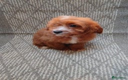 Cavapoo dogs for sale: Red cavapoo pups - Advert 12