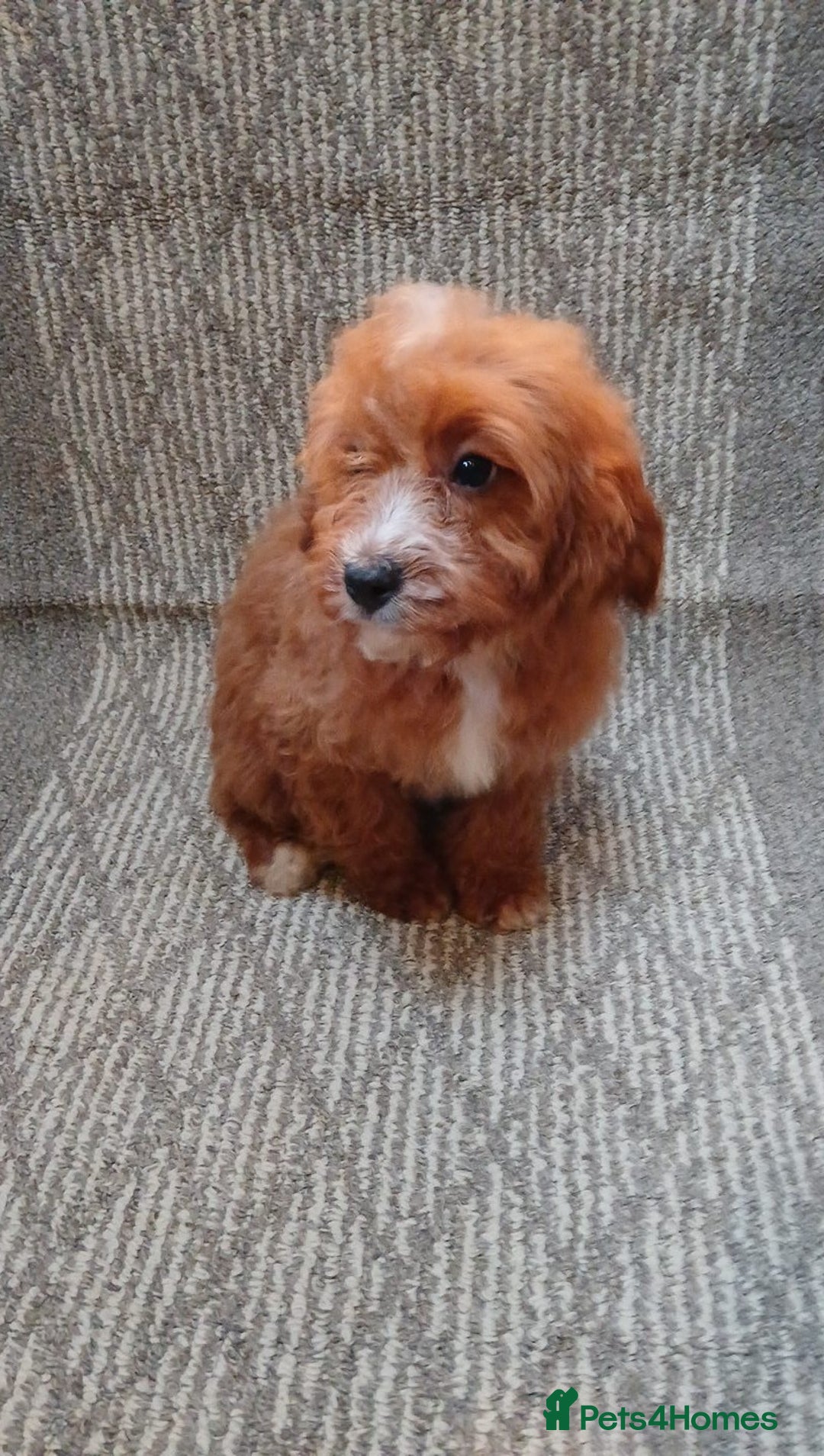 Cavapoo dogs for sale: Red cavapoo pups - Advert 12