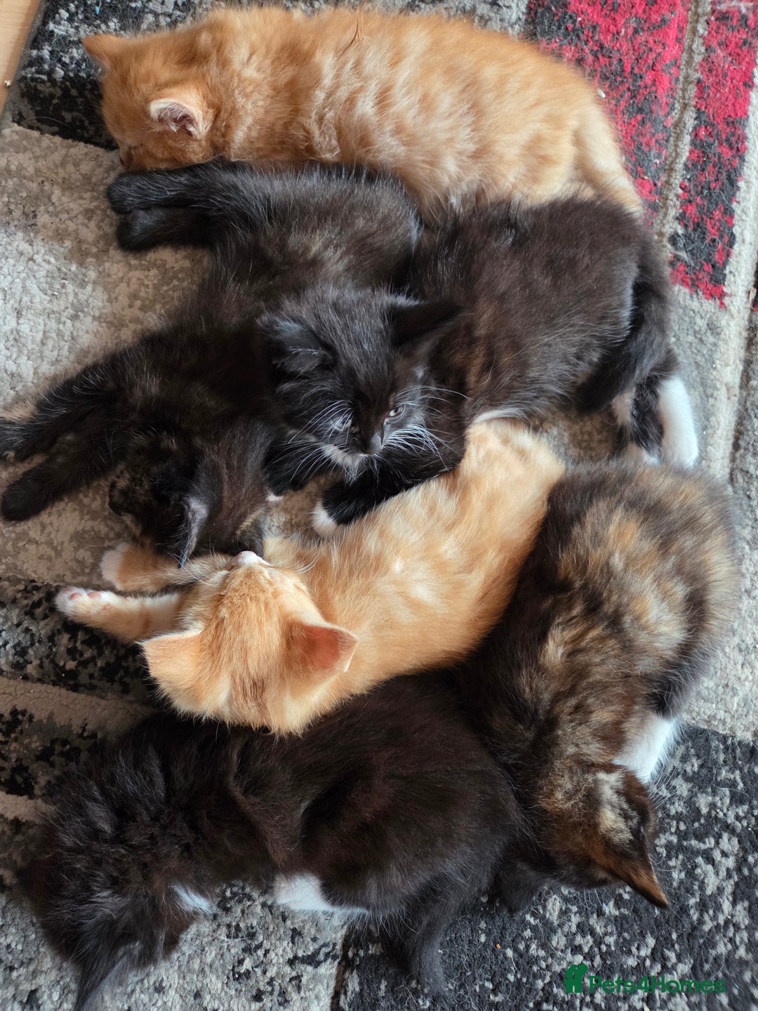Mixed Breed cats for sale: Kittens ready 26th Aug - Image 2