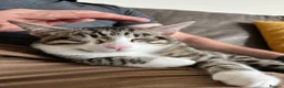 Mixed Breed cats for sale: PAIR OF KITTENS- Must go together  in Peterborough - Advert 6