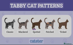 European cats for sale: Beautiful Tabby kittens  - Image 15