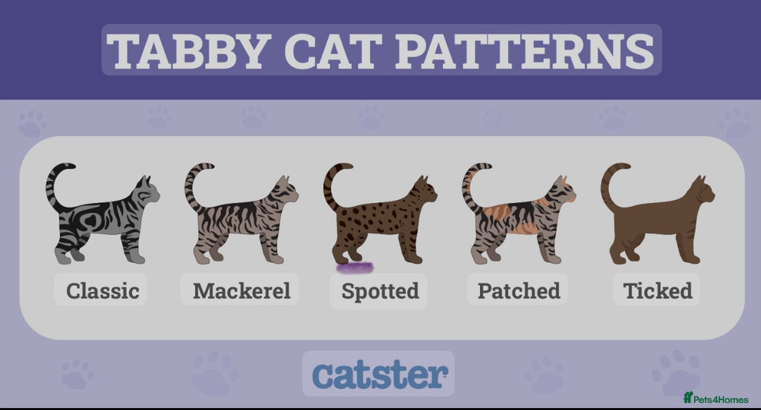 European cats for sale: Beautiful Tabby kittens  - Image 15