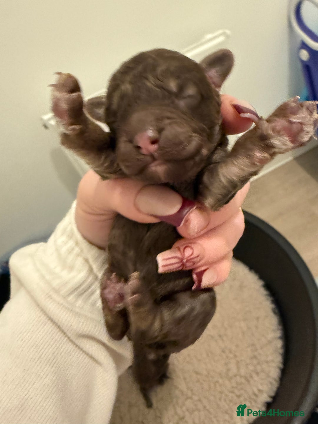 Poochon dogs for sale: 5 stunning poochon puppies with rare colourings  - Advert 14