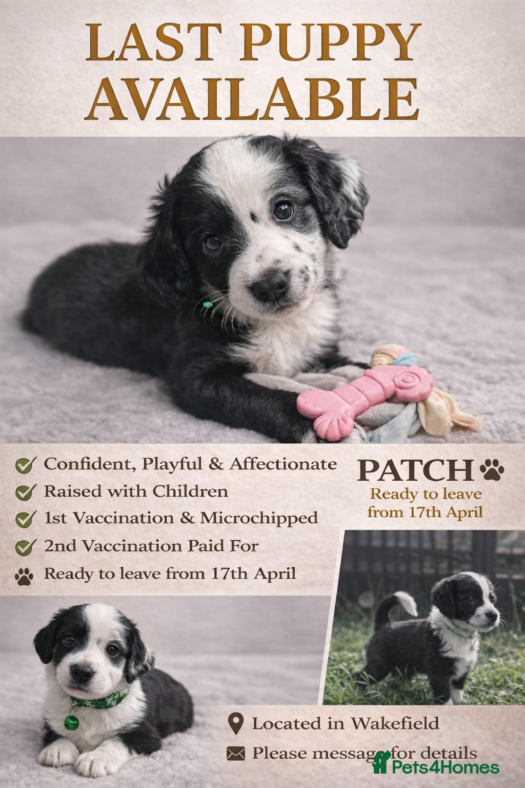 Mixed Breed dogs 🐾 Cocker Spaniel × Jack Russell Family Puppies - Advert 1