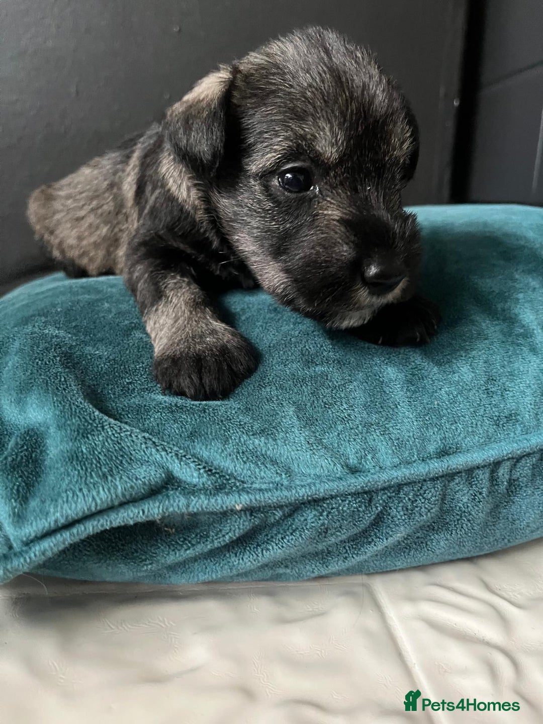 Miniature Schnauzer dogs for sale: Curious, playful and loving litter KC pups ❤️ - Image 27