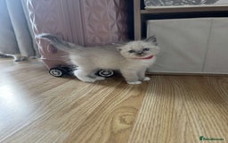 Ragdoll cats for sale: Pure ragdolls  - Image 1