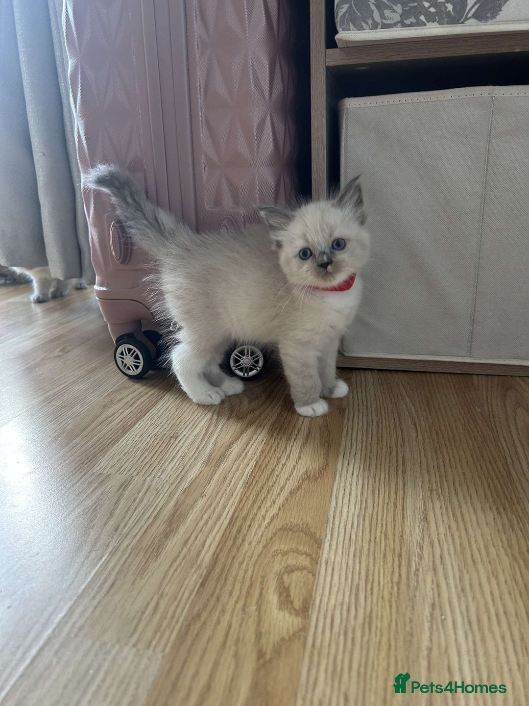 Ragdoll cats for sale: Pure ragdolls  - Image 1