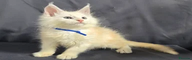 Maine Coon Kitten 2