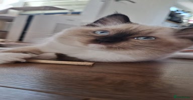 Ragdoll cats - Advert 2