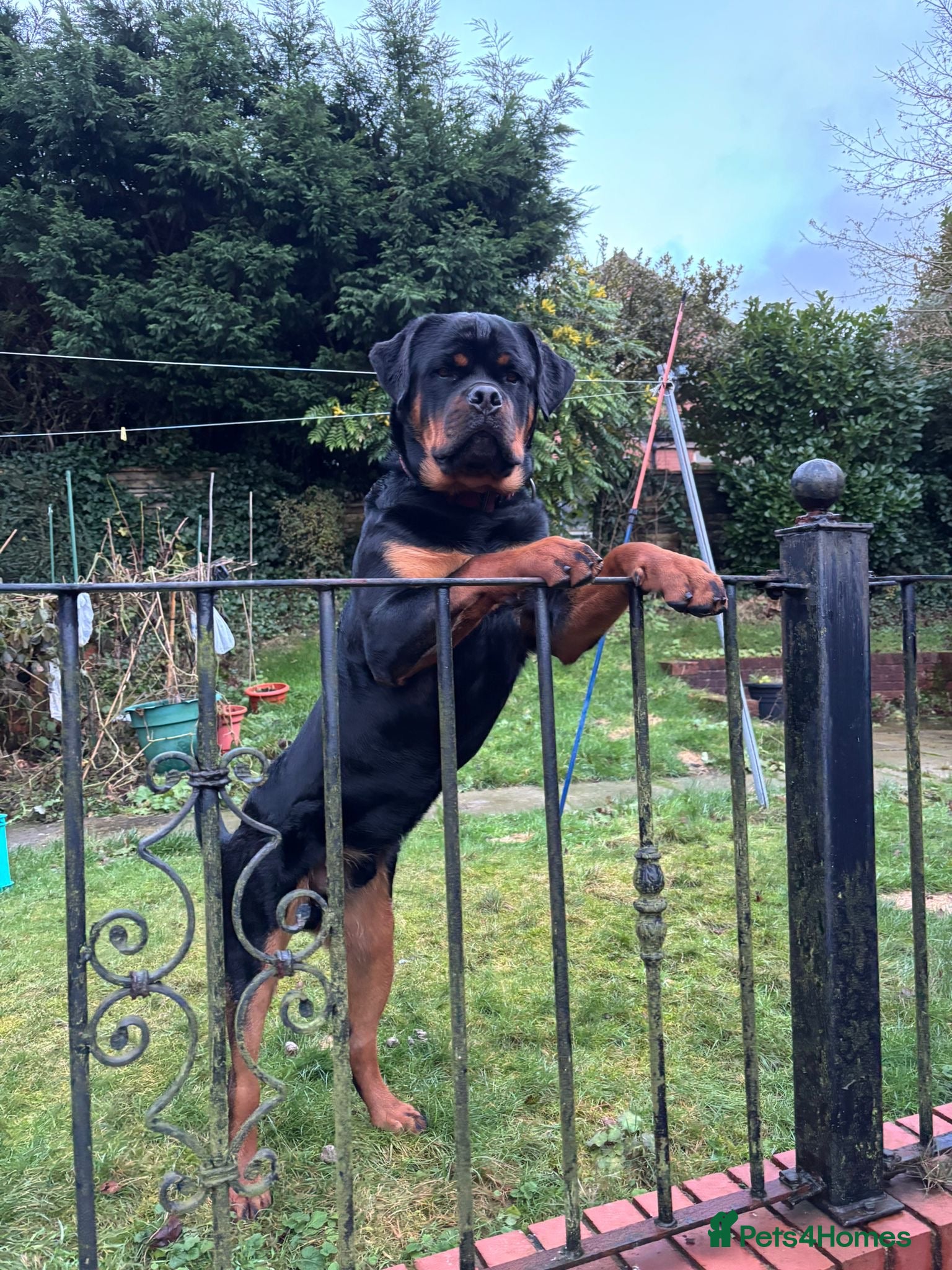 Rottweiler dogs Full pedigree KC registered ROTTWEILER  - Advert 2
