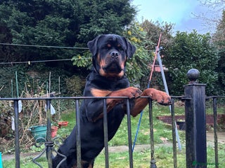 Rottweiler dogs Full pedigree KC registered ROTTWEILER - Advert 5