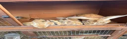Mixed Breed rabbits for sale: Giant lop babies  - Advert 4