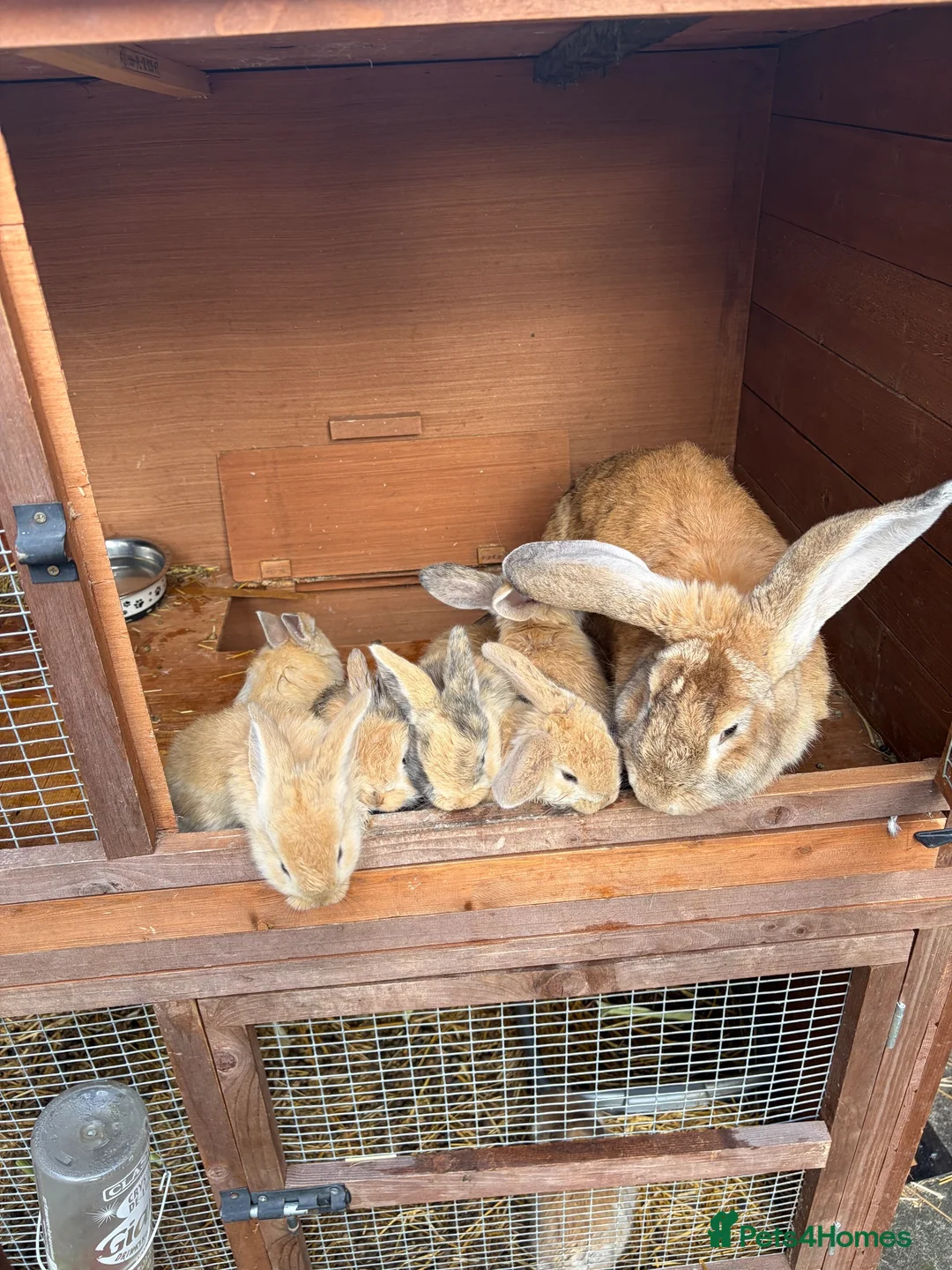 Mixed Breed rabbits for sale: Giant lop babies  - Advert 4