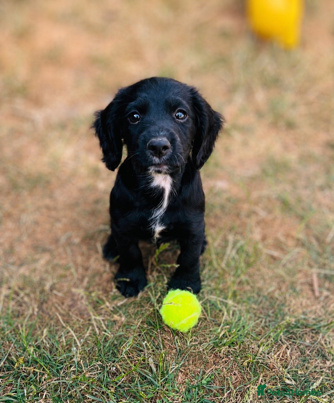 Cocker Spaniel dogs working cocker spaniel boy - Advert 18