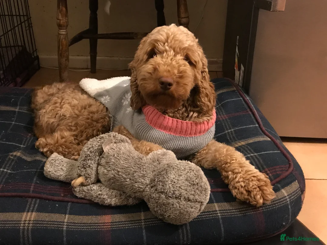 Double Doodle dogs for sale: Gorgeous Australian golden doodle puppies in Swadlincote - Advert 18