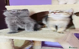 Scottish Fold cats for sale: Beautiful litter Scottish fold ready to new 🏠 ❤️ - Image 8