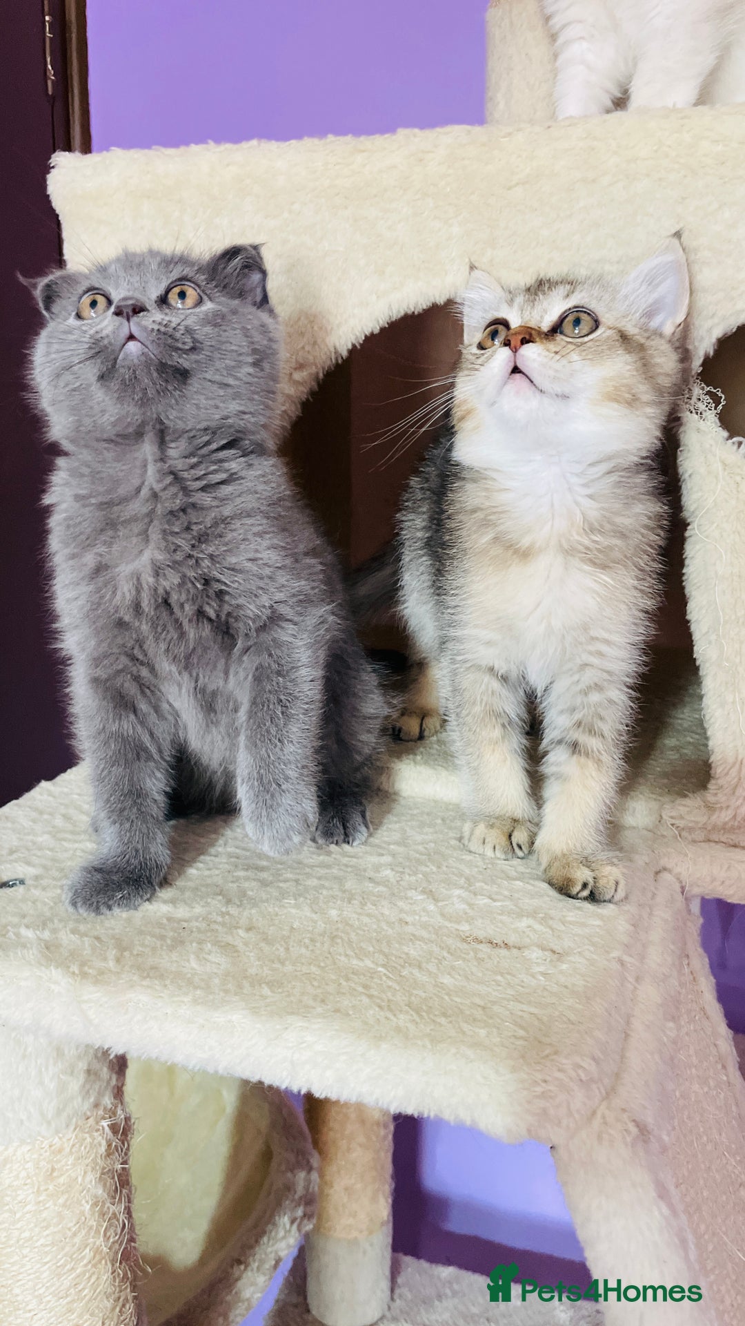 Scottish Fold cats for sale: Beautiful litter Scottish fold ready to new 🏠 ❤️ - Image 8