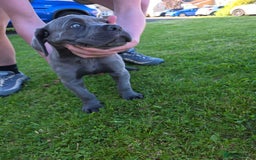 Cane Corso dogs for sale: Cane corso puppies  - Image 8