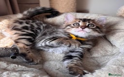 Bengal cats for sale: 💎Cashmere Bengal kittens (Bengal- Longhair) 💎 - Image 1