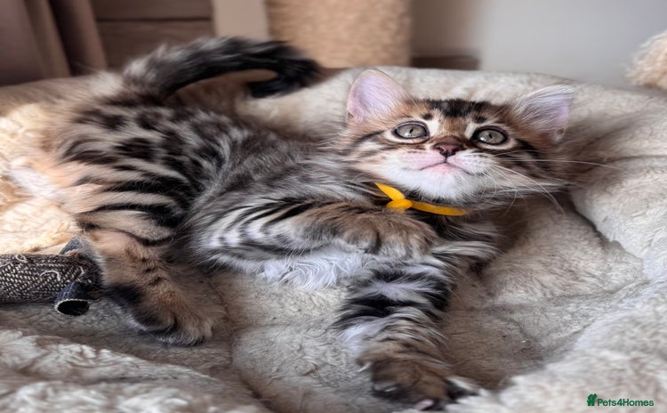 Bengal cats - Advert 2