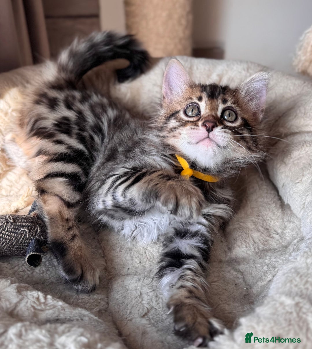 Bengal cats for sale: 💎Cashmere Bengal kittens (Bengal- Longhair) 💎 - Image 1