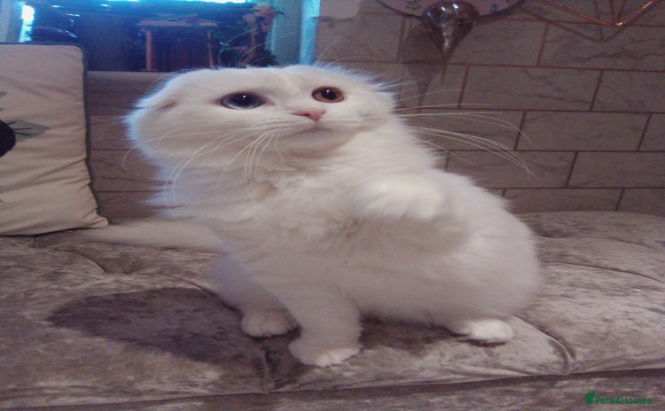 Scottish Fold cats ready now for there forever homes - Advert 16